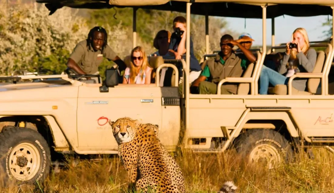 See Cheetahs and other African Wildlife on a Safari in Namibia