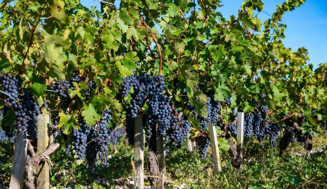 Stroll through the sun-soaked Médoc vineyards