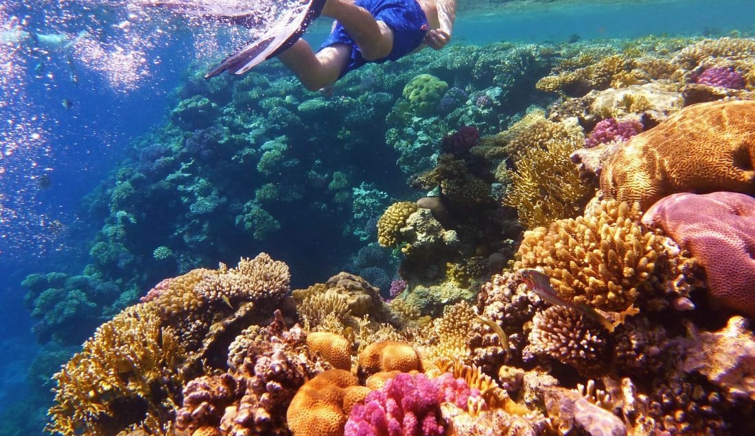 Snorkelling in the vibrant Great Barrier Reef.