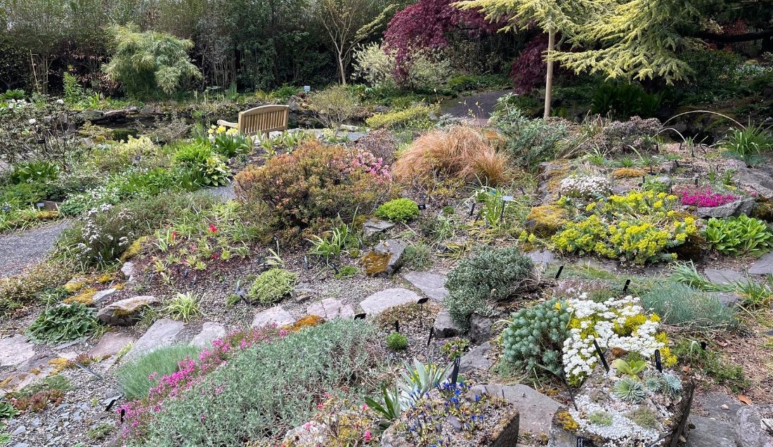 Rockery garden with diverse alpine plants and a wooden bench.