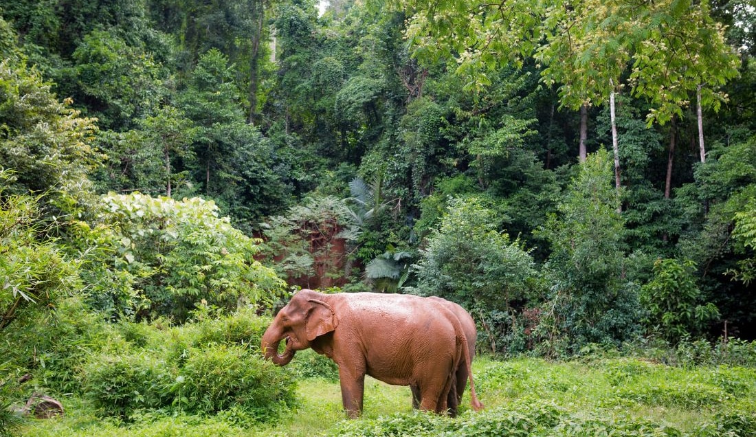Find out more about elephant conservation in Cambodia.
