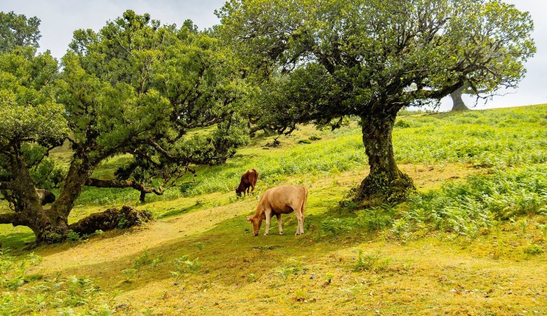 Hike through the enchanting Fanal Forest.