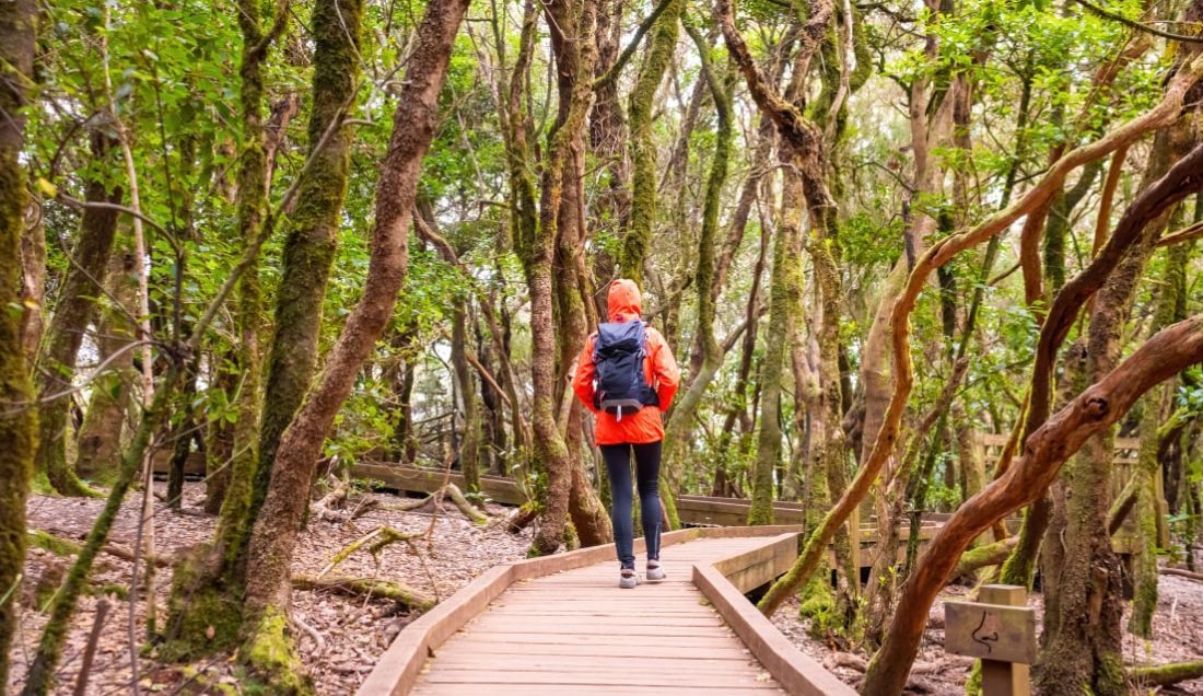 Experience the best hiking trails in Tenerife.