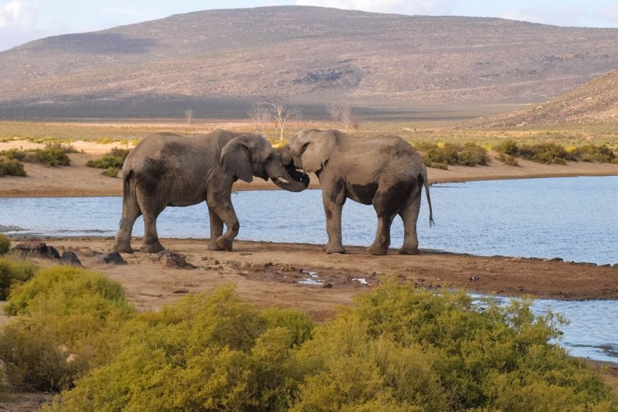Experience an unforgettable safari in Aquila Private Game Reserve