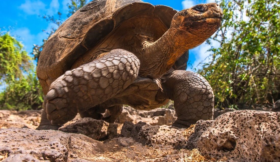 Come face to face with a Galápagos giant tortoise.