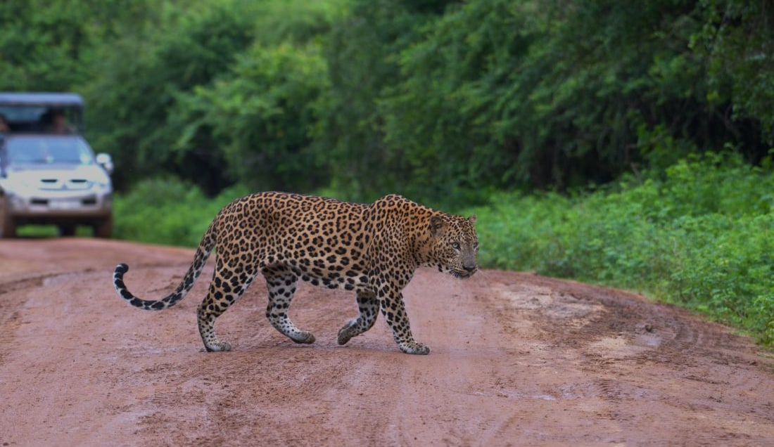 Spot Leopards in Yala National Park
