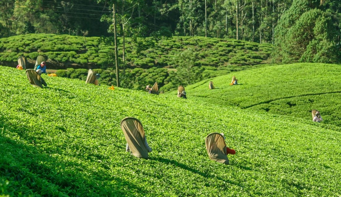 Visit a tea plantation in Nuwara Eliya.