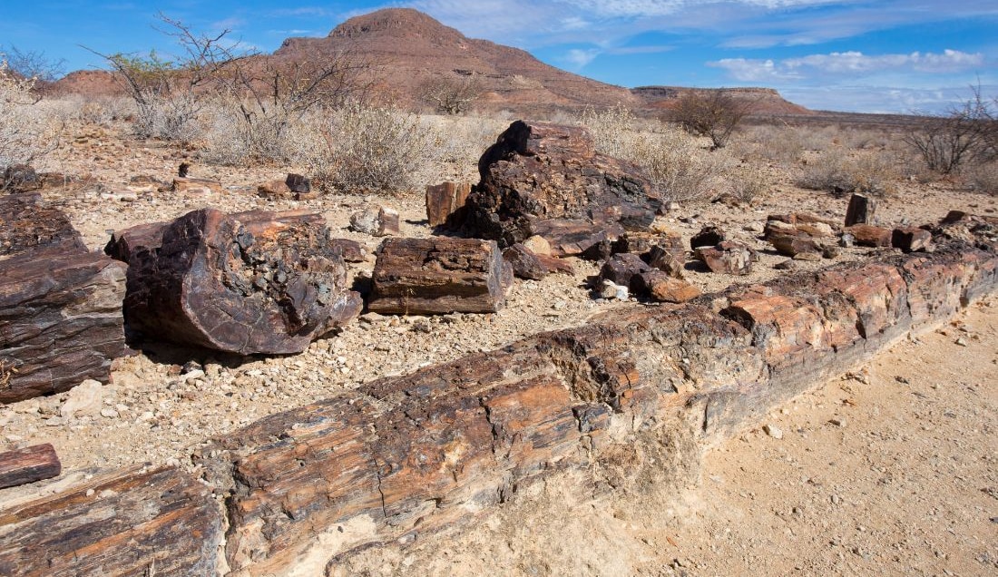 Visit the Petrified Forest in Damaraland.
