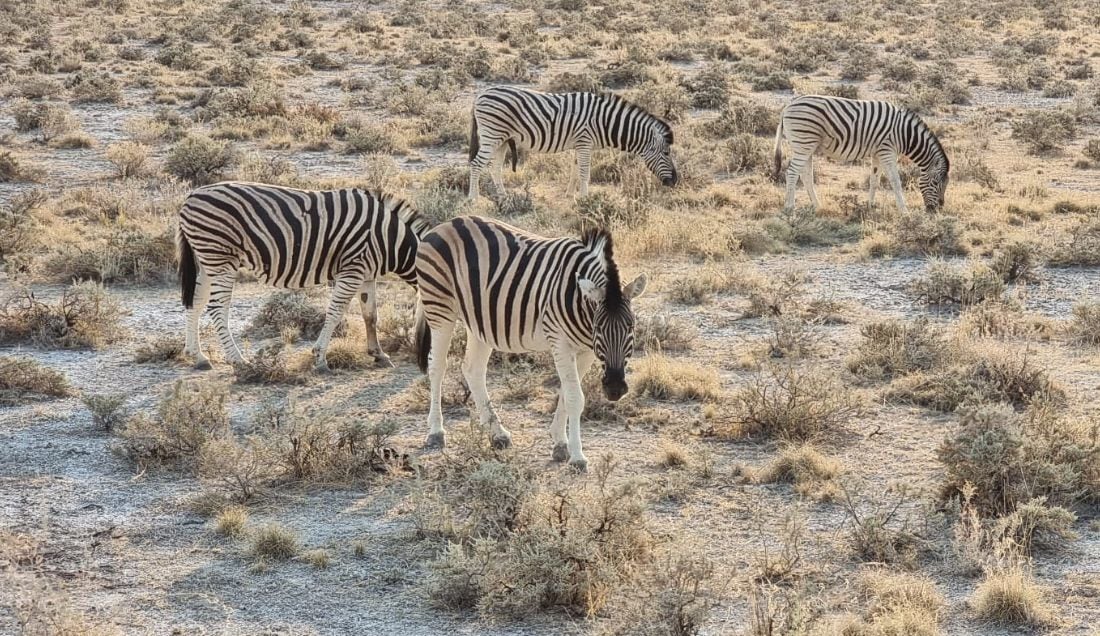 Experience a game drive in Etosha National Park.