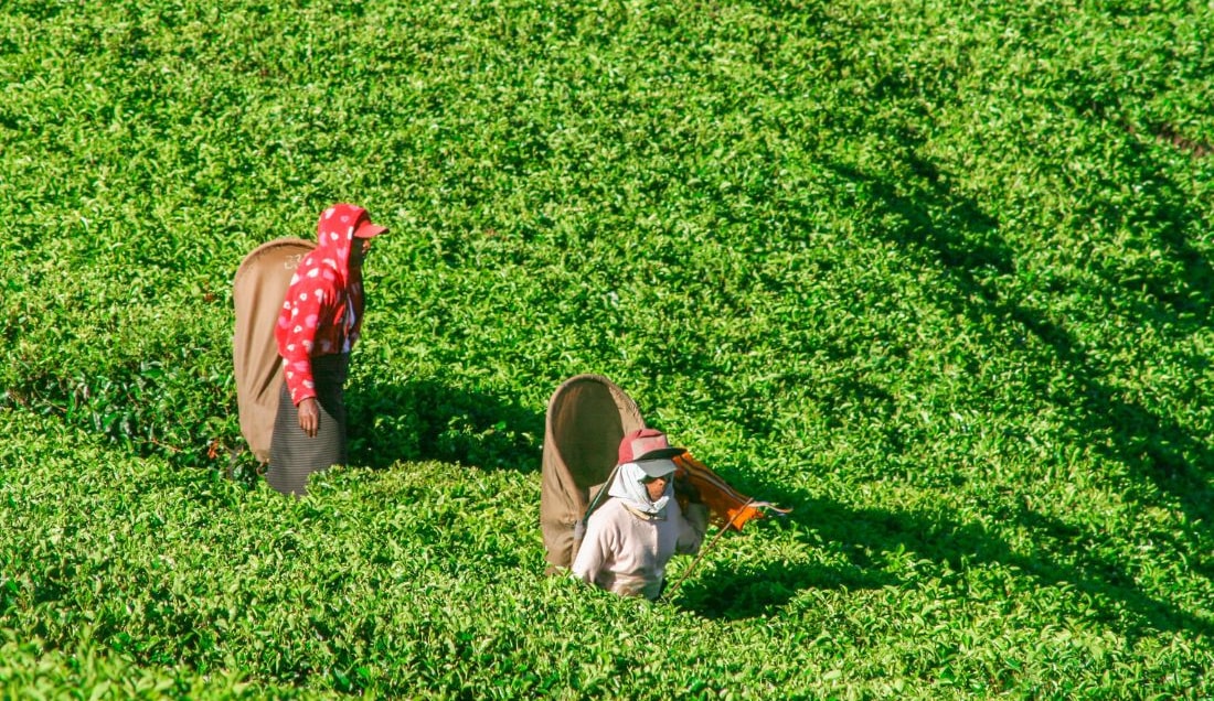 Visit a tea plantation in Nuwara Eliya.