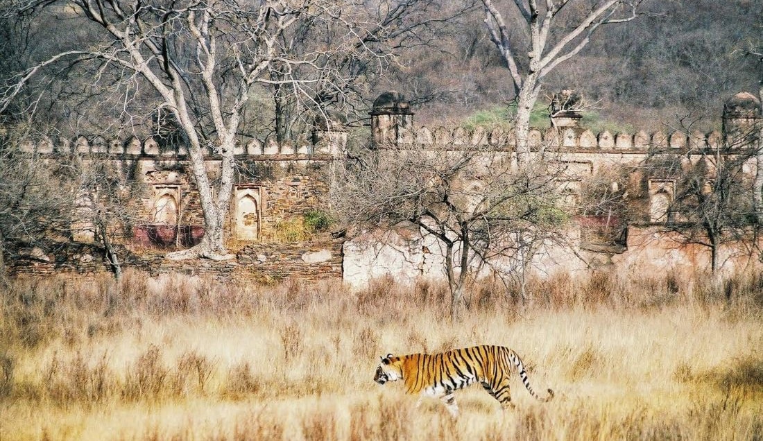 Take a safari in Ranthambore National Park.