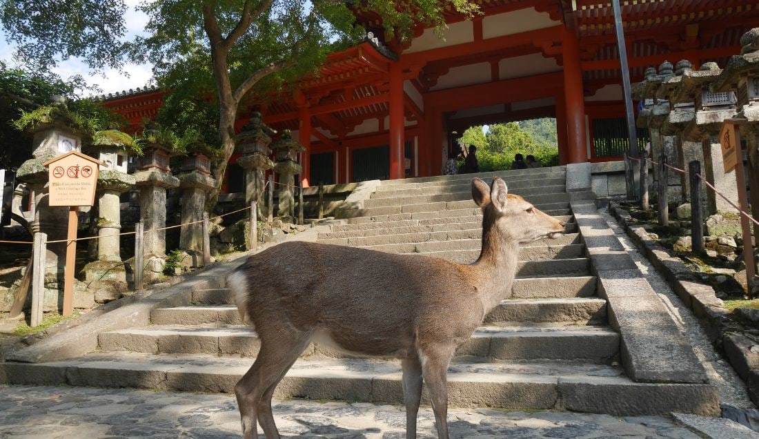Meet the famous Sika deer in Nara park.