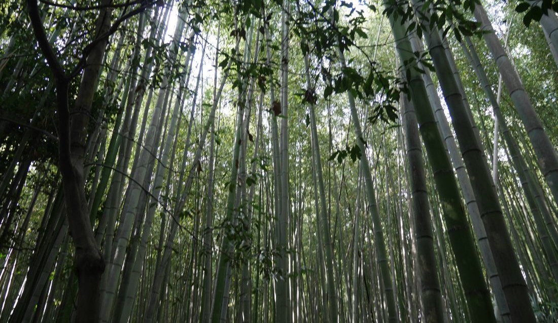 Wander through the Bamboo Forest in Kyoto.