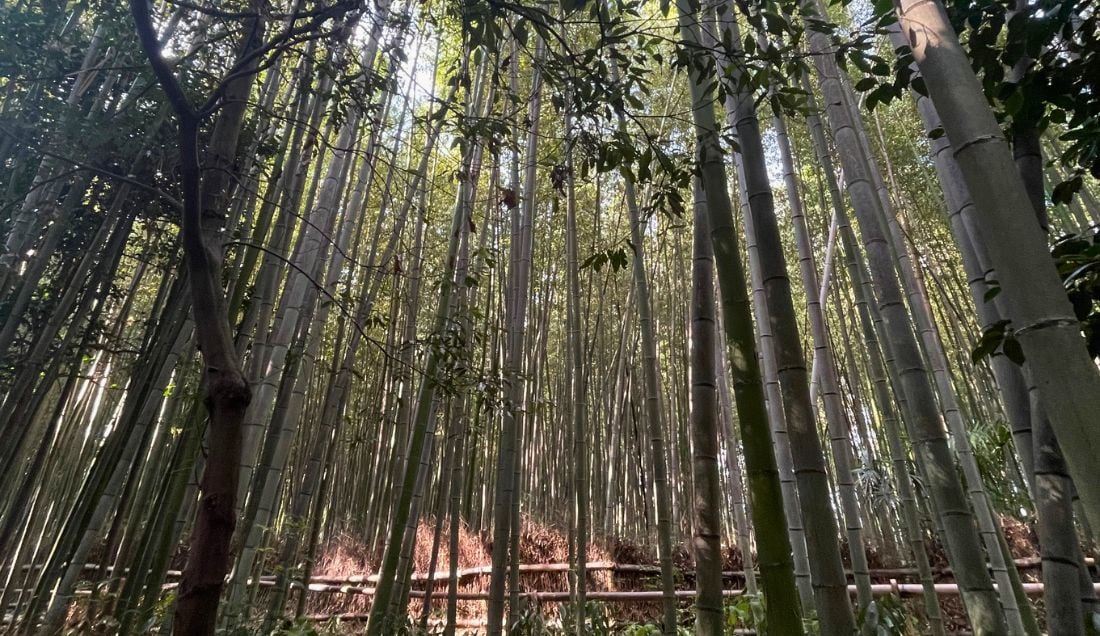 Explore the Bamboo Forest in Kyoto.
