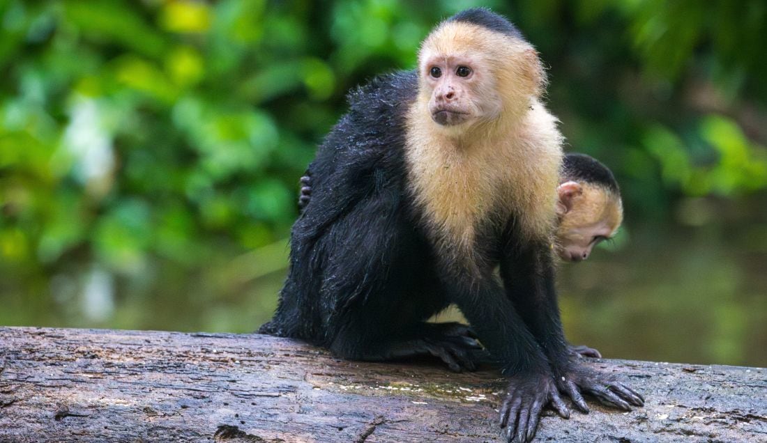Spot capuchin monkeys in Tortuguero National Park.