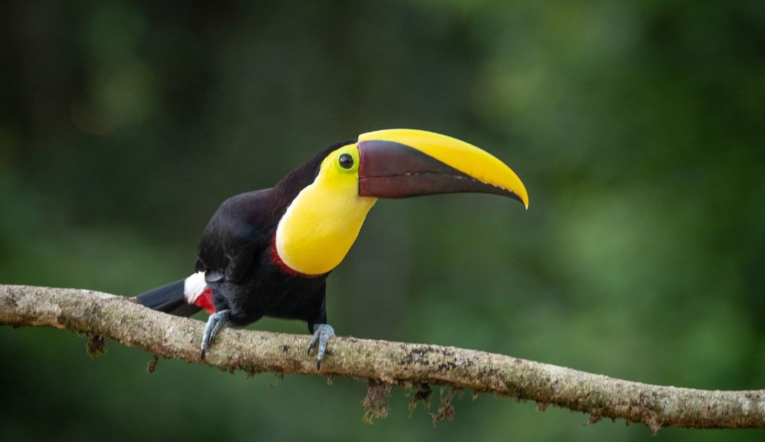 Discover Costa Rica’s colourful birdlife.
