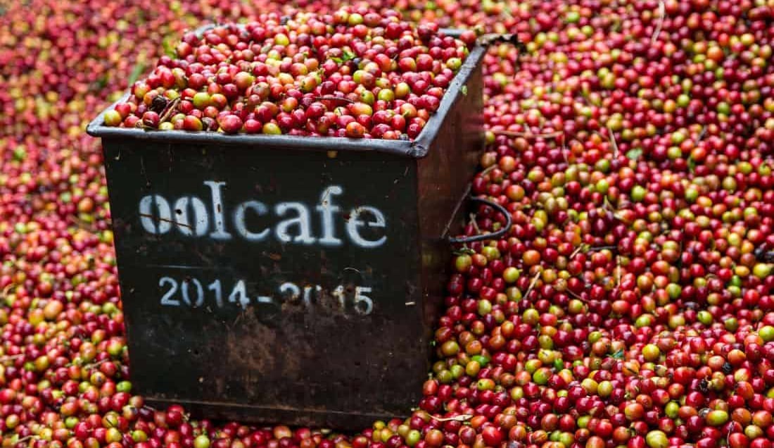 Visit a Costa Rican coffee plantation.