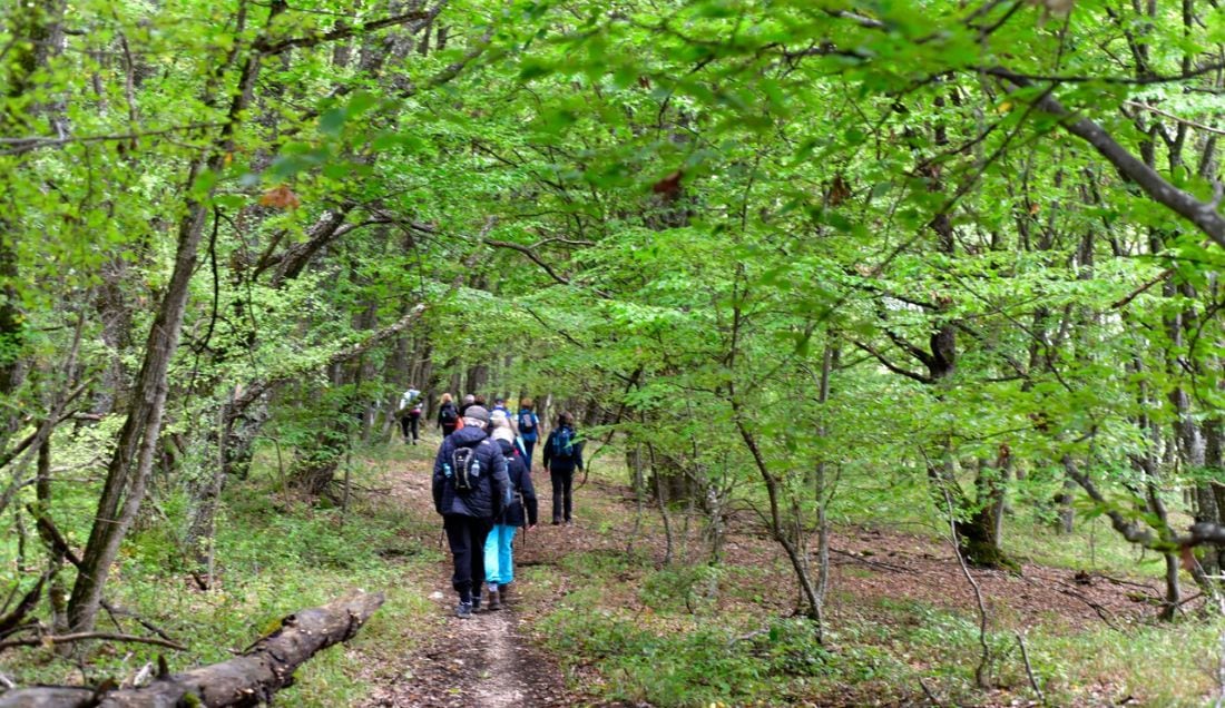 Wander through the forests of Transylvania.