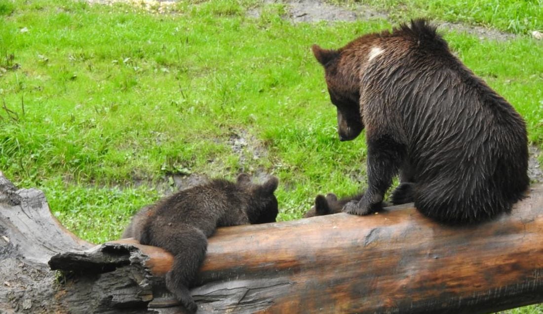 Visit the rescued bears at Libearty Sanctuary.