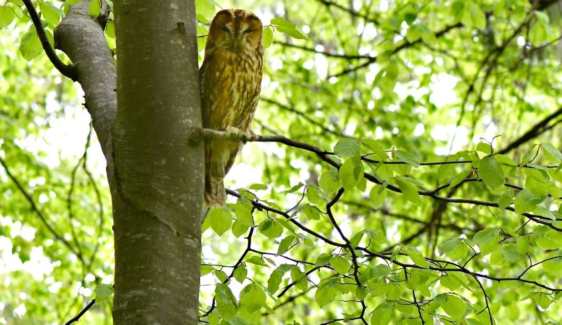 Spot wildlife in the forests of Transylvania.