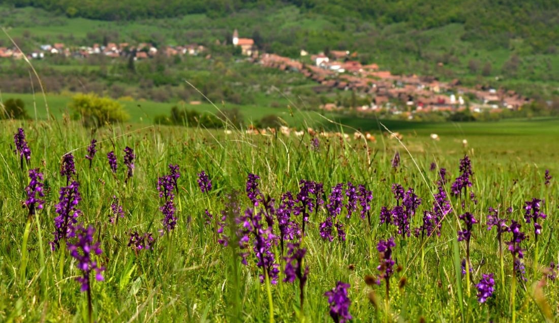 Wander through wildflower meadows in Transylvania.