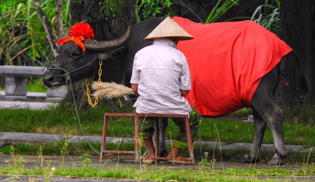 See water buffalo, a familiar sight in rural Vietnam.