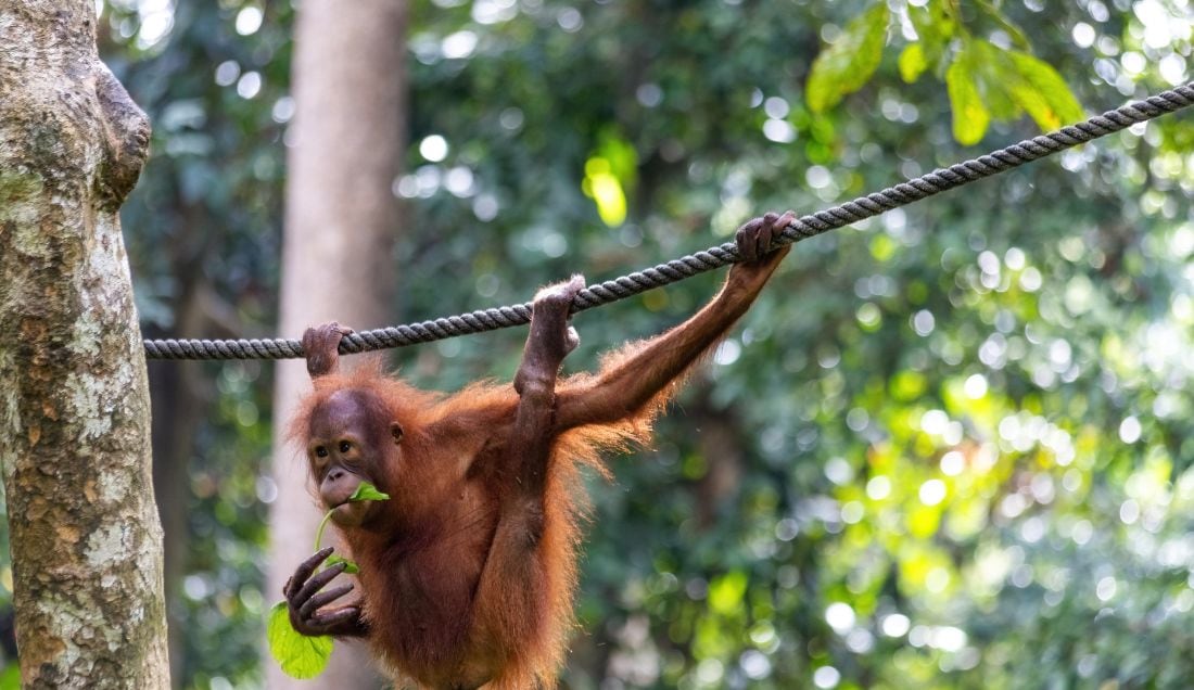 See orangutans up close at Sepilok Orangutan Rehabilitation Centre.