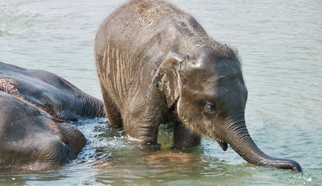 See elephants in Chitwan National Park.