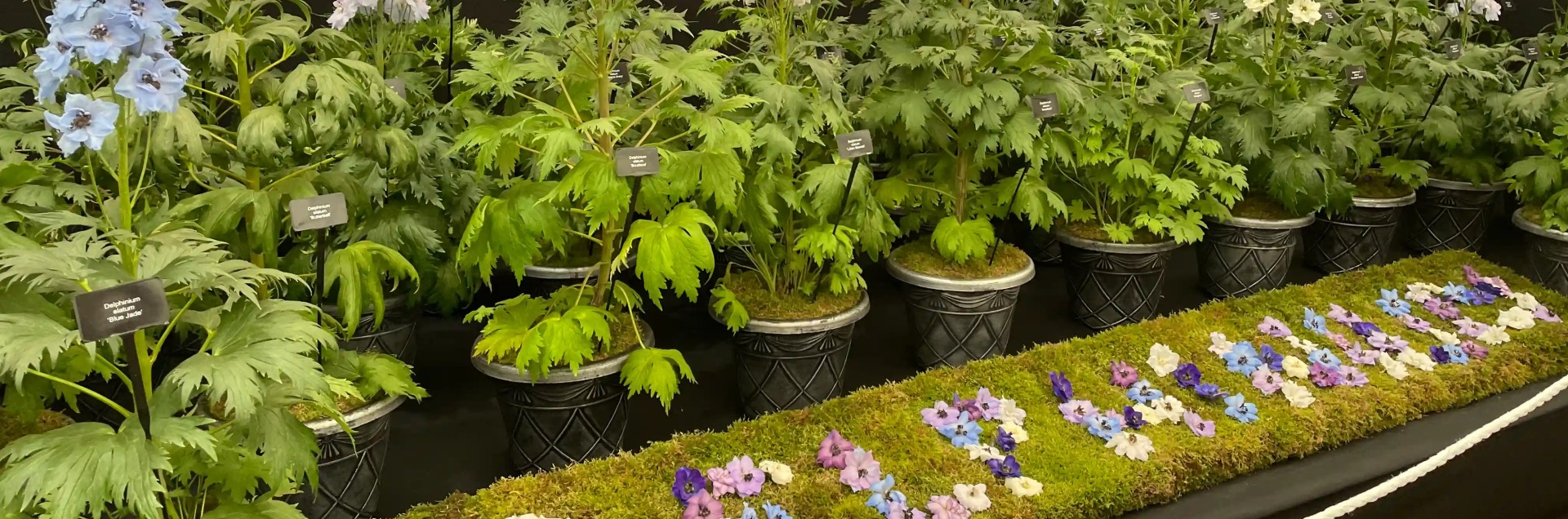 See the floral displays at RHS Chelsea Flower Show.