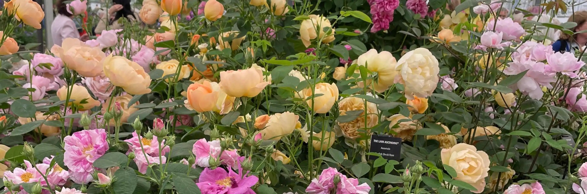 Admire the roses at RHS Chelsea Flower Show.