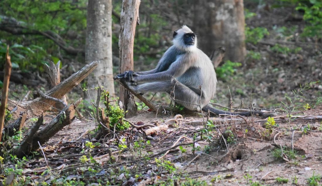 Spot incredible wildlife in Yala National Park.