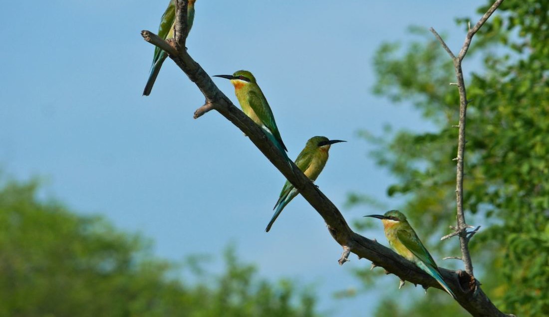 Spot birdlife in Yala National Park.