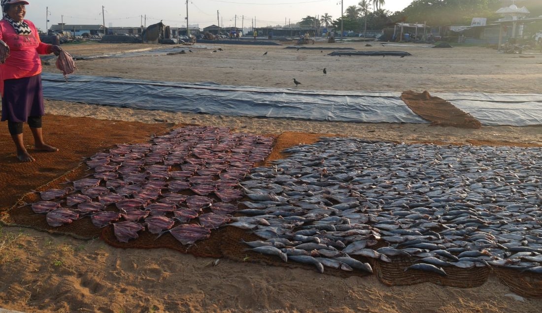 Visit the Negombo Fish Market. 