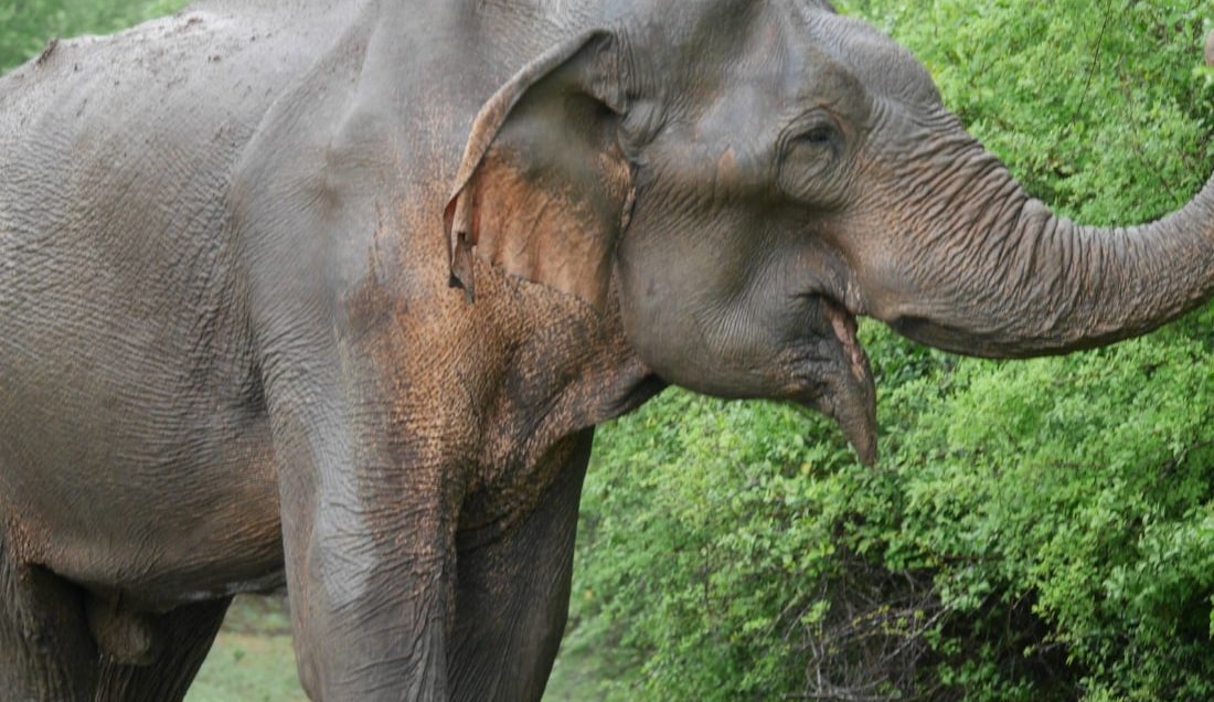 See wild elephants in Yala National Park. 