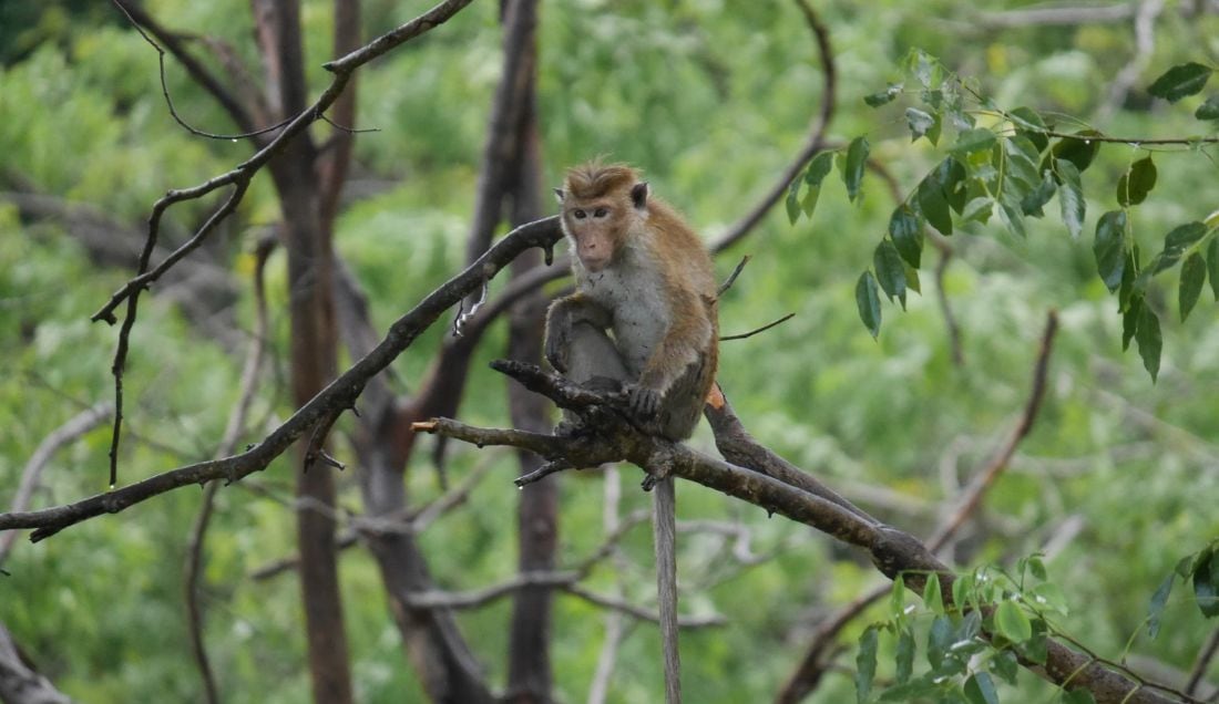 Spot monkeys on safari.