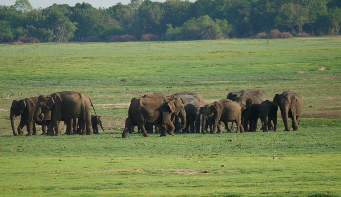 See elephants on safari in Sri Lanka.